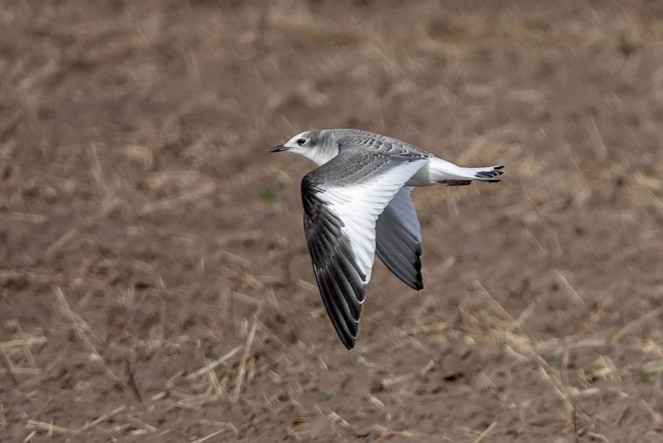 Sabine's Gull
