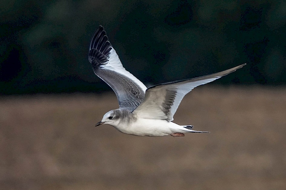 Sabine's Gull