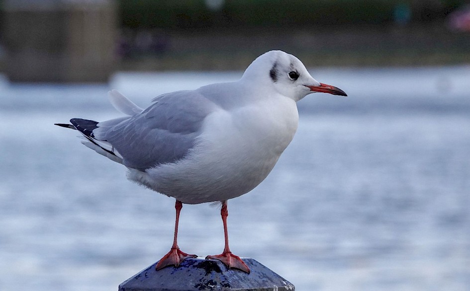 Black-headed Gull, 1/1000 sec at F5.6, ISO640, 114mm