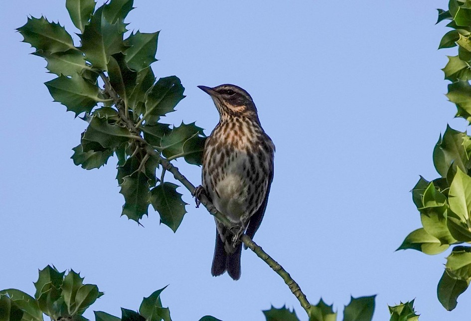 Redwing, 1/1000 sec at F5.6, ISO250, 220mm