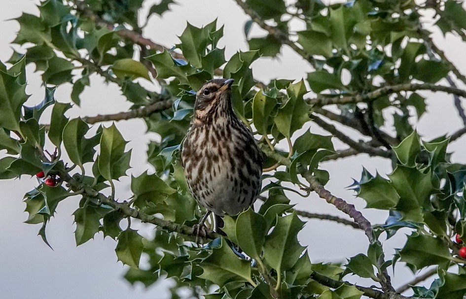 Redwing, 1/1000 sec at F5.6, ISO 800, 220mm