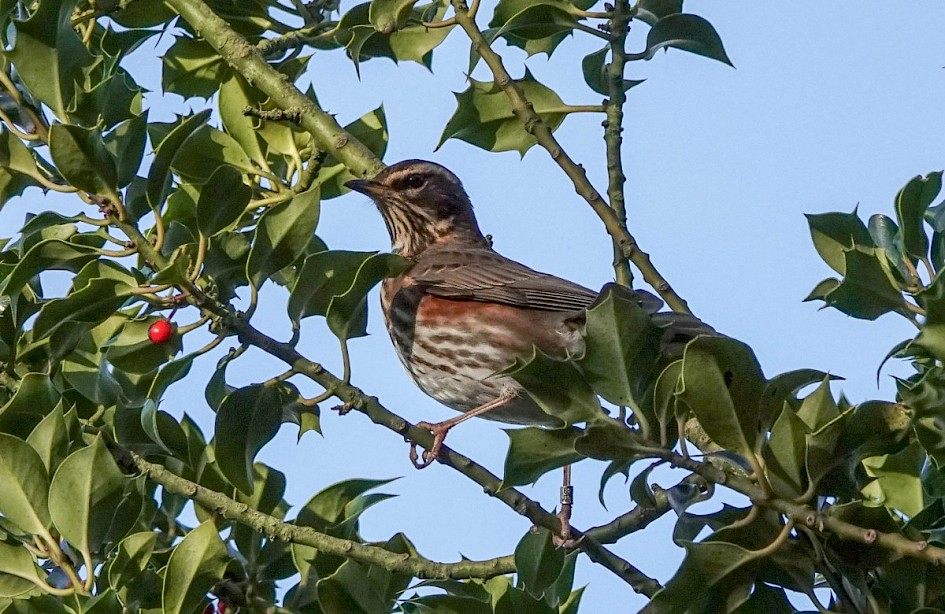 Redwing, 1/1000 sec at F5.6, ISO 400, 220mm