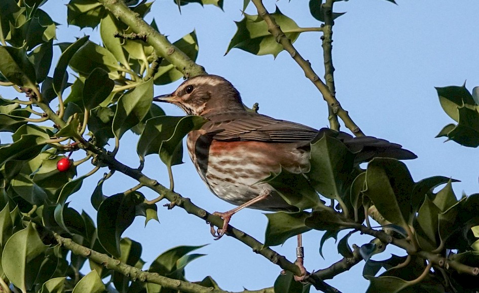 Redwing, 1/1000 sec at F5.6, ISO 500, 220mm
