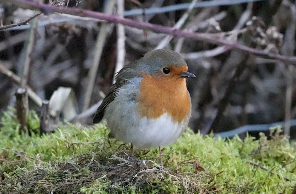 Robin, 1/1000 sec at F5.6, ISO 6400, 200mm