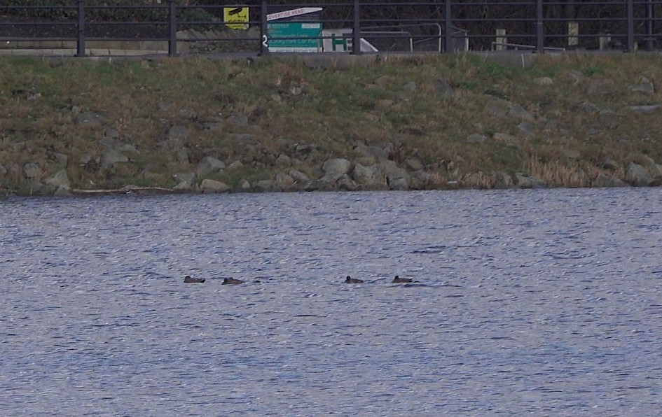 5 Gadwall (honest!)
