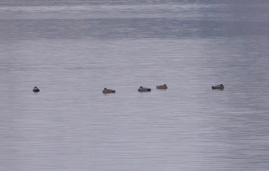 5 Gadwall