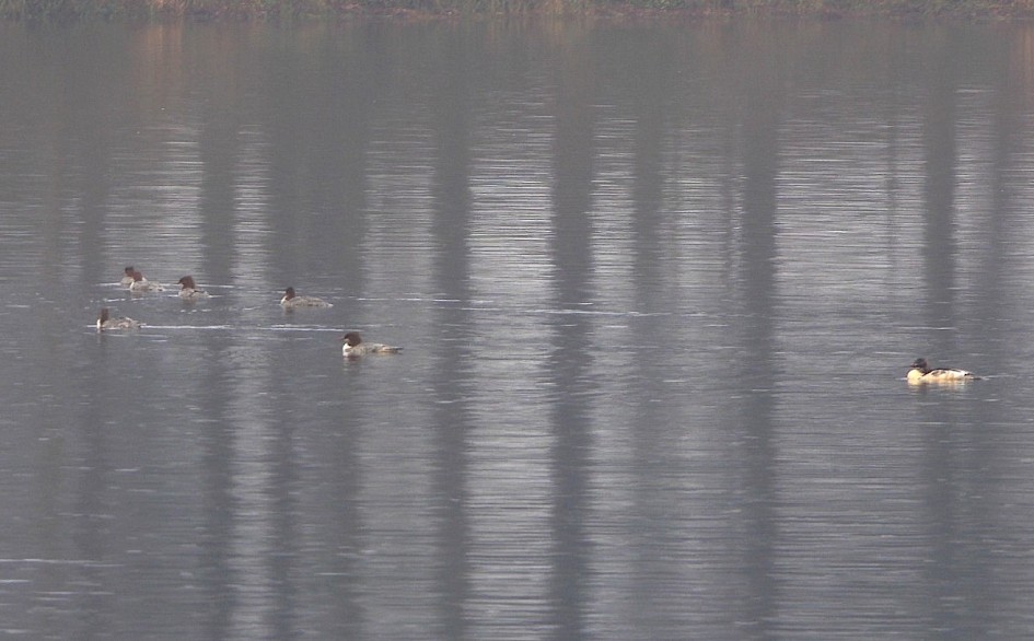 7 Goosander