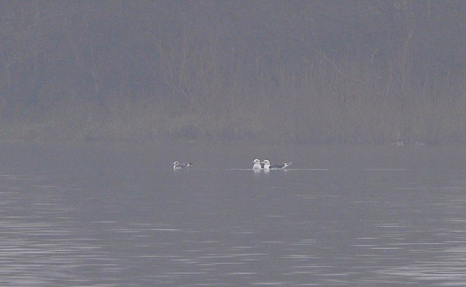 Lesser Black-backs and Common Gull