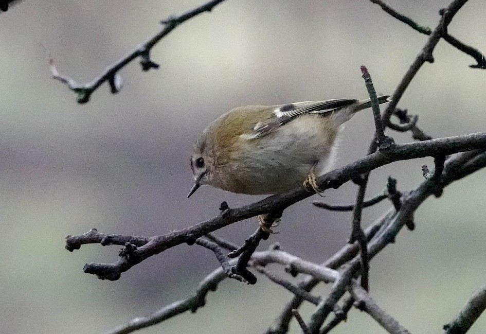 Goldcrest, 1/640 sec at F5.6, ISO6400, 220mm