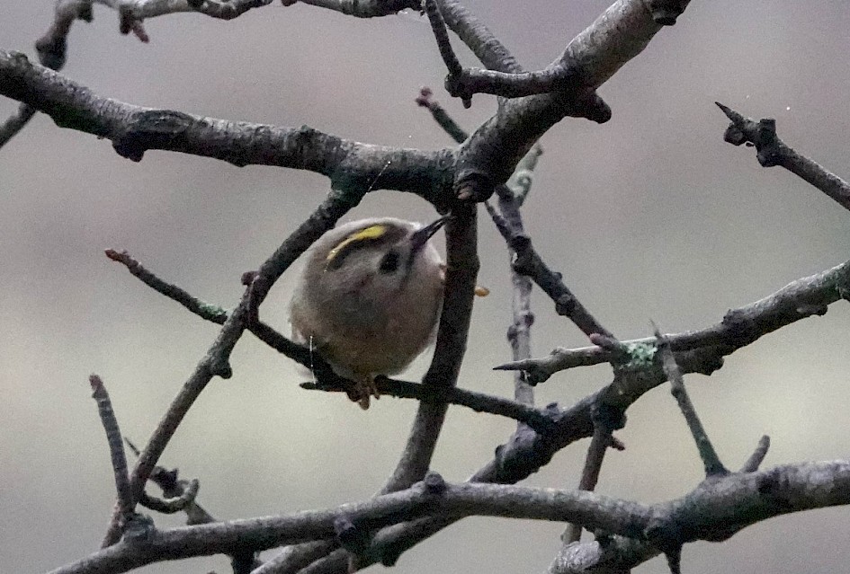 Goldcrest, 1/640 sec at F5.6, ISO6400, 220mm