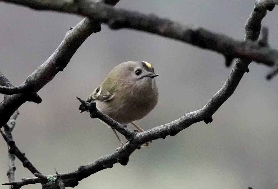 Goldcrest, 1/640 sec at F5.6, ISO6400, 220mm