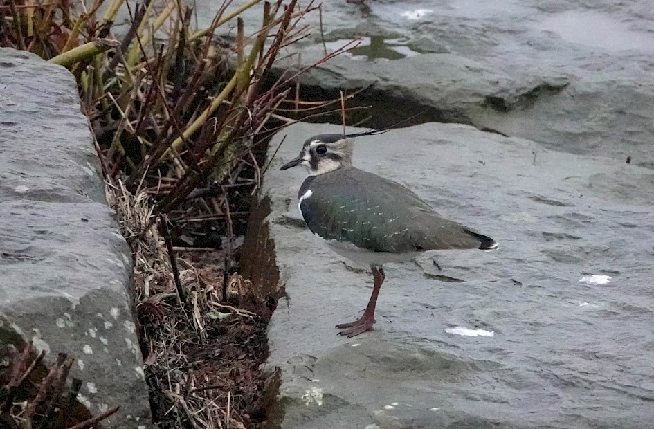Lapwing, 1/400 sec at F4.5, ISO 6400 200mm