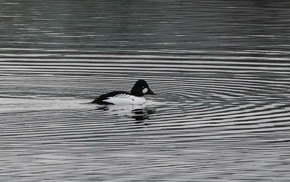 Morning Goldeneye: 1/1000sec at F5.6, ISO 2500, 220mm