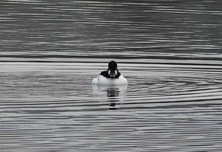 Morning Goldeneye: 1/1000sec at F5.6, ISO 2000, 220mm