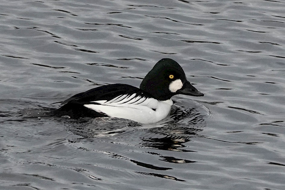 Afternoon Goldeneye: 1/1000sec at F5.6, ISO 1000, 219mm