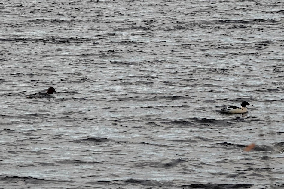Goosander: 1/1000 sec at F5.6, ISO 640, 97.5mm