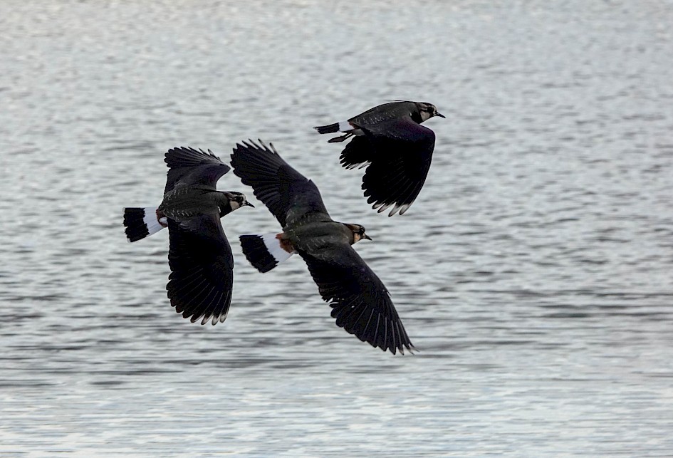 Lapwings: 1/1000 sec at F5.6, ISO 400, 212mm
