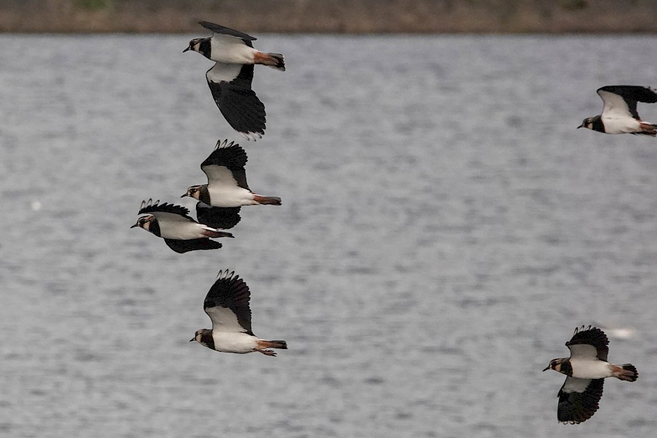 Lapwings: 1/1000 sec at F5.6, ISO 640, 212mm