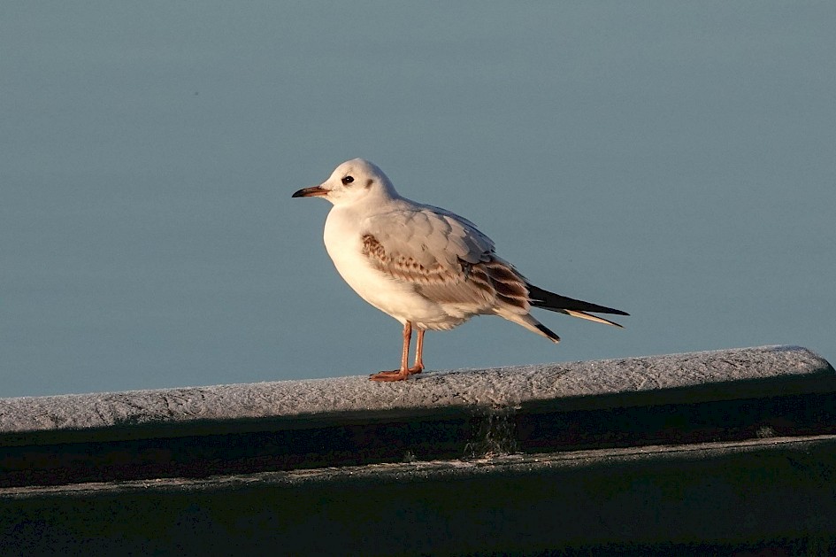 BHGull on the boom by the overflow, 1/1000sec F5.6, ISO320, 220mm