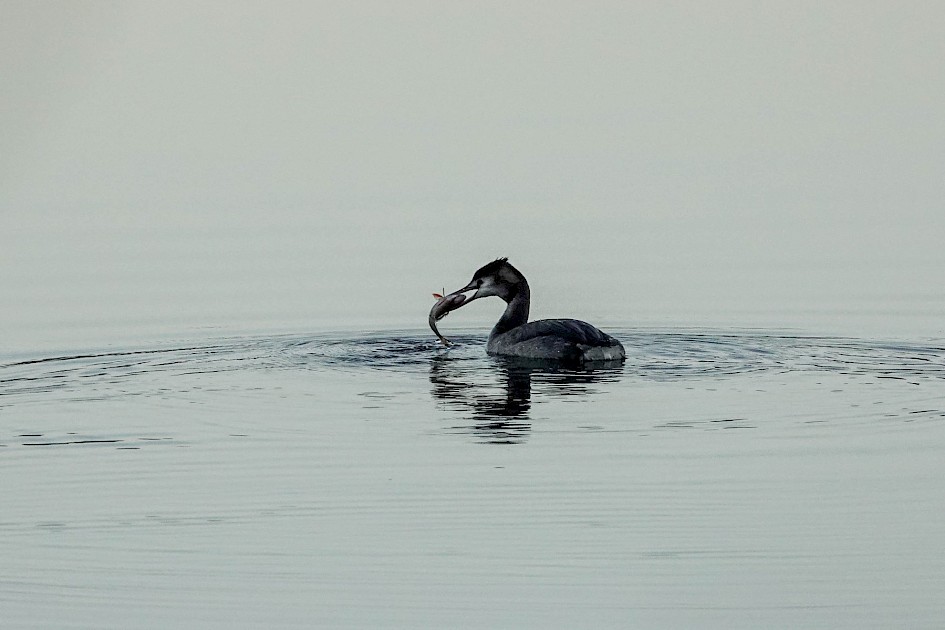 GCGrebe with fish, H. Lake. 1/1000sec F5.6, ISO800, 220mm