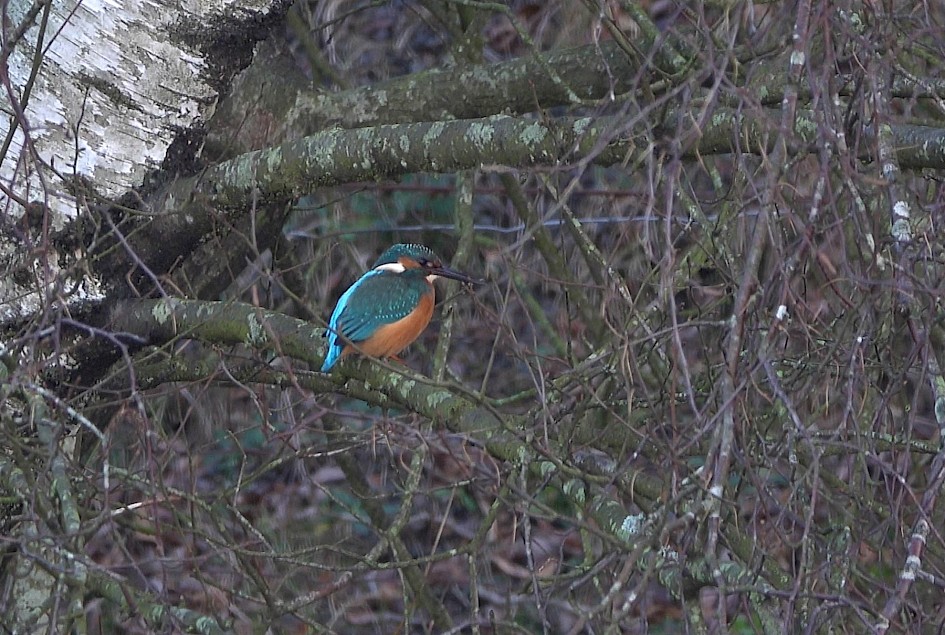 Kingfisher, Watergrove, Video screengrab