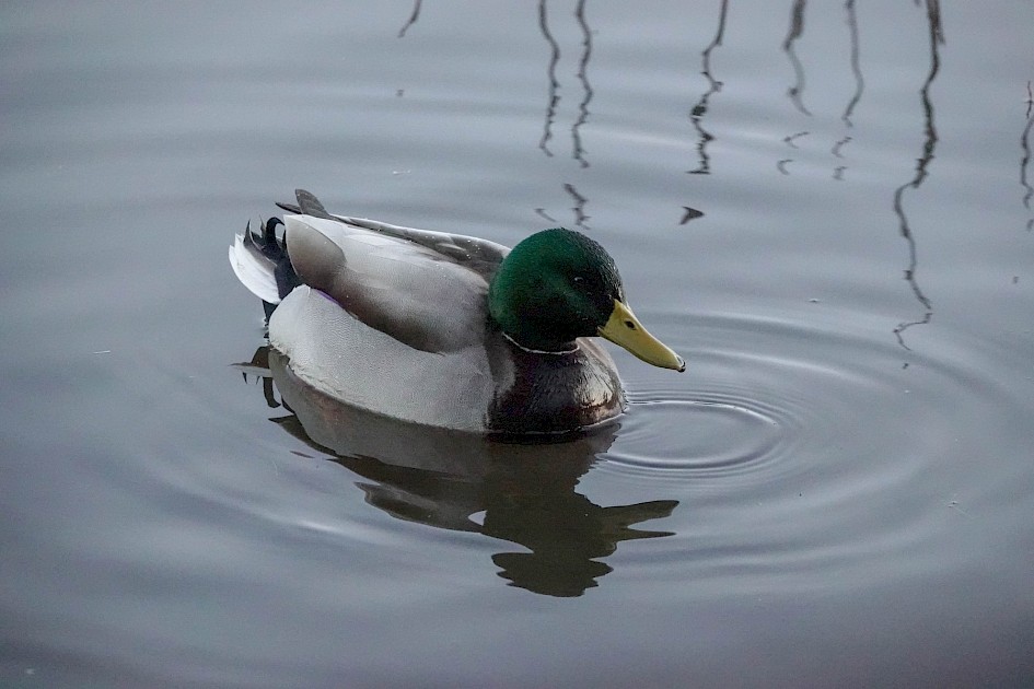 Mallard from the hide 1/1000sec F5.6, ISO6400,132mm