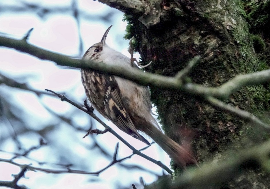 Treecreeper, Watergrove, 1/640sec F5.6, ISO6400, 220mm