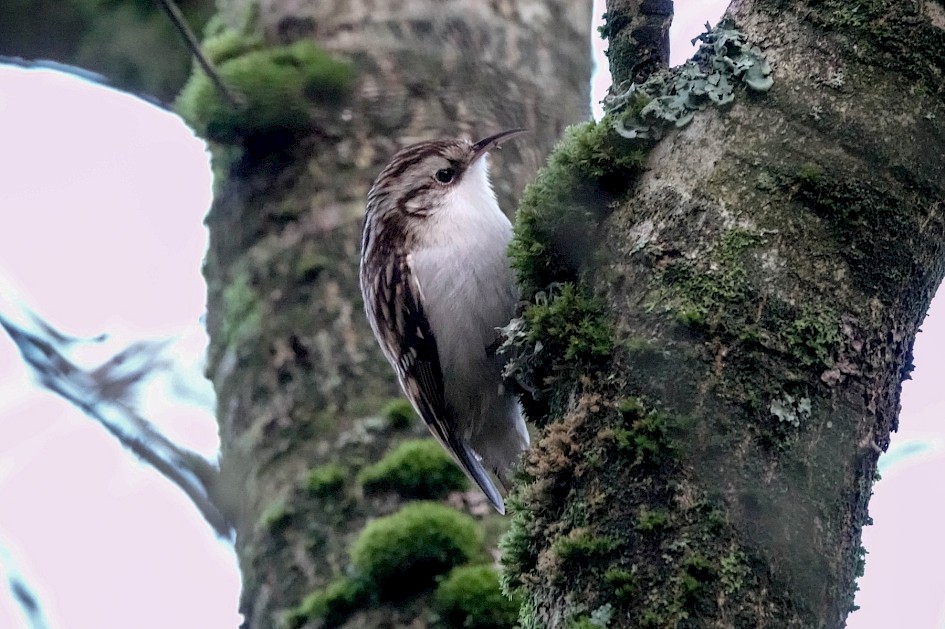 Treecreeper, Watergrove, 1/250sec F5.6, ISO6400, 220mm