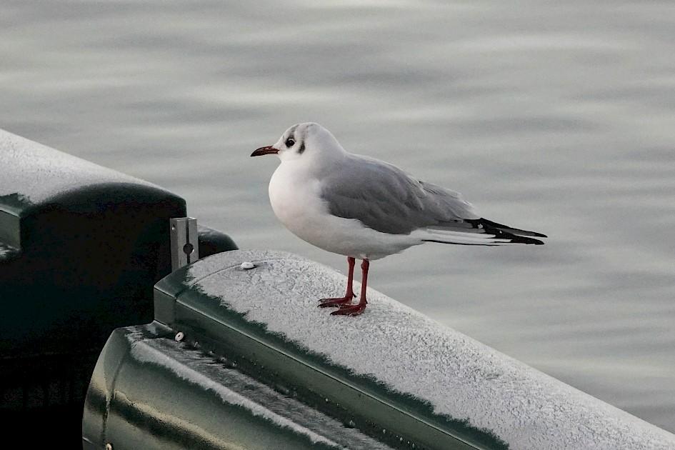 Black-headed Gull, 1/1000 sec, F5.6, ISO 1250 220mm