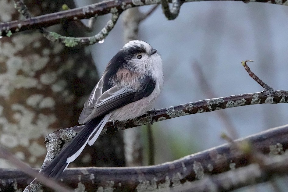 Long-tailed Tit, 1/400 sec, F5.6, ISO 6400, 220mm