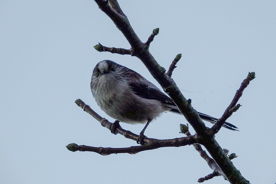 Long-tailed Tit, 1/400 sec, F5.6, ISO 640, 120.9mm
