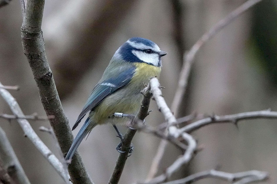Blue Tit, 1/250sec at f5.6, ISO 6400, 220mm
