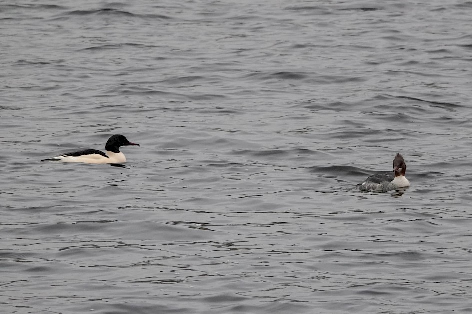 Goosander, 1/500sec at F5.6, ISO 800, 198mm