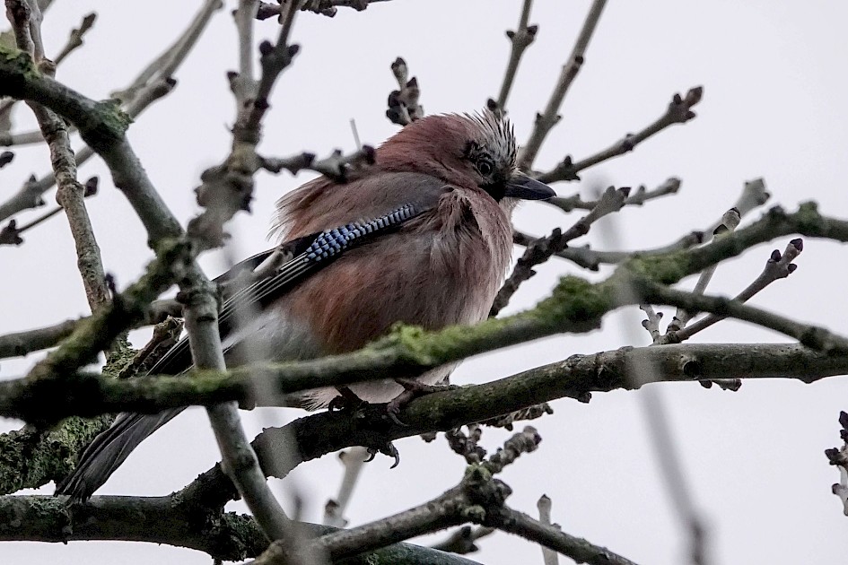 Jay, 1/500sec at f5.6, ISO 1600, 220mm