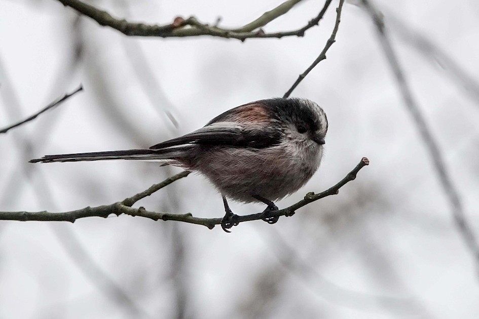 Long-tailed Tit, 1/500sec at f5.6, ISO 1600, 200mm