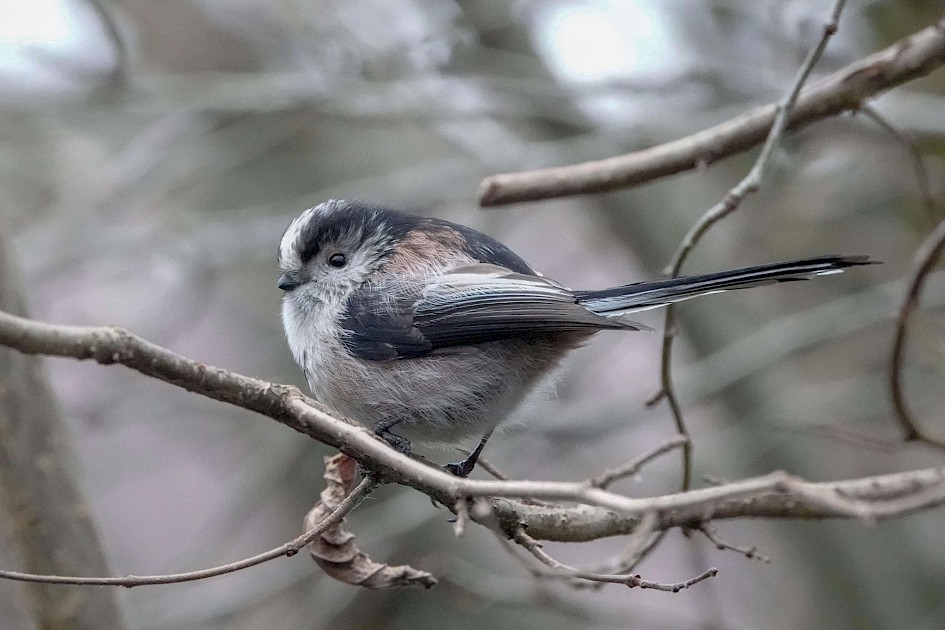 Long-tailed Tit, 1/320sec at f5.6, ISO 6400, 220mm