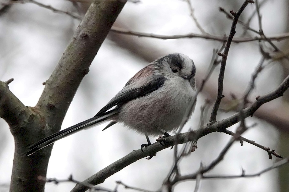 Long-tailed Tit, 1/500sec at f5.6, ISO 3200, 220mm