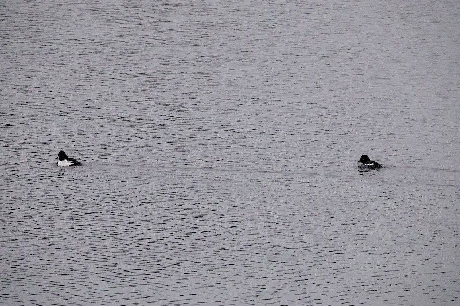 Goldeneye, 1/500sec F5.6, ISO 5000, 151mm
