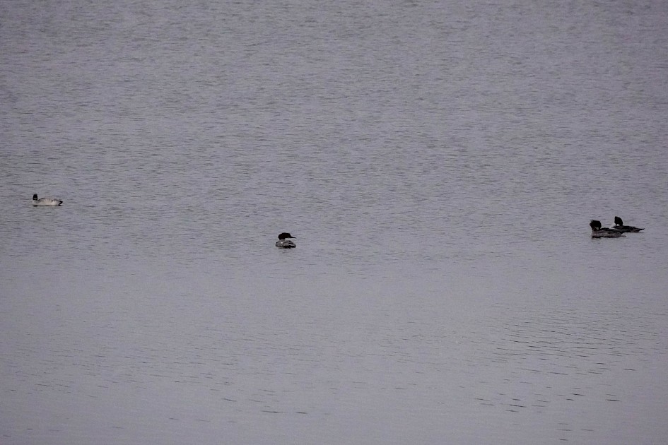4 of the 7 Goosander, 1/500sec F5.6, ISO 4000, 220mm