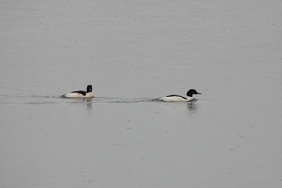 Goosanders, 1/500sec F5.6, ISO 1600 220mm