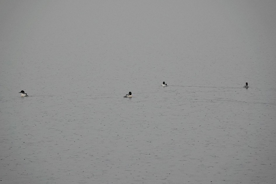 Goosanders, 1/500sec F5.6, ISO 1600 132mm