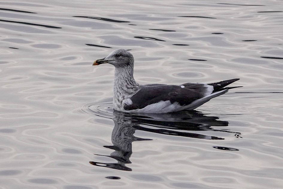 Lesser Black-back, 1/500sec F5.6, ISO 1000 220mm