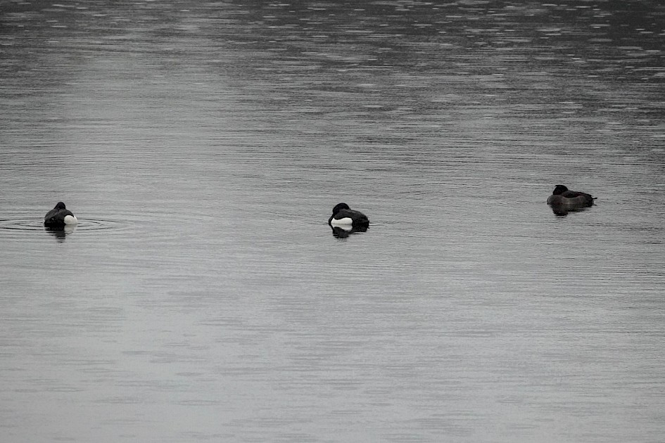 Tufted Ducks, 1/500sec F5.6, ISO 2000 220mm