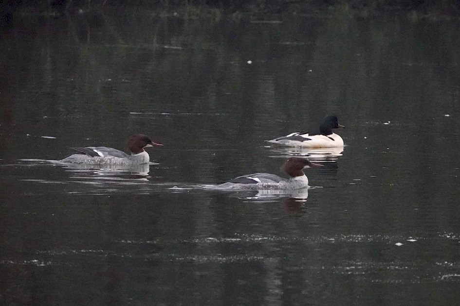 Goosanders, 1/500sec at F5.6, ISO 3200, 220mm