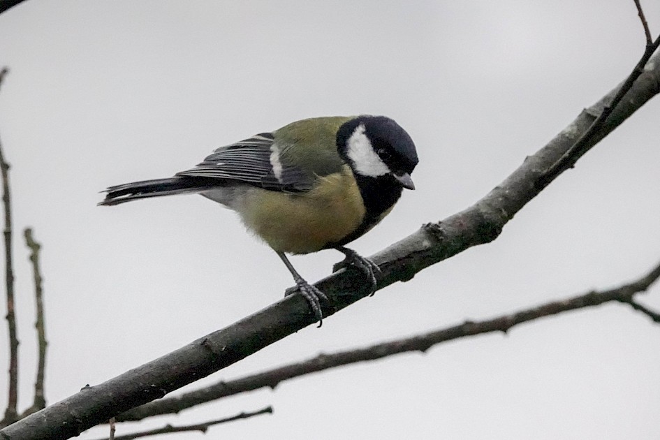 Great Tit, 1/400sec at F5.6, ISO 6400, 220mm