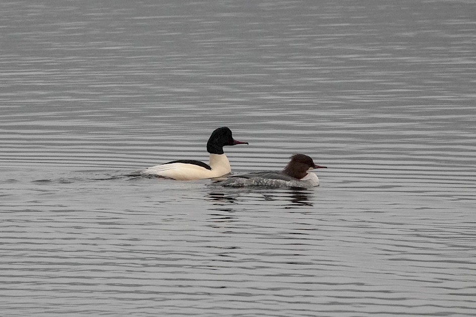 Goosanders, 1/500sec F5.6, ISO1250, 190mm