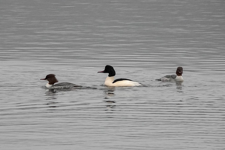 Goosanders, 1/500sec F5.6, ISO1250, 190mm