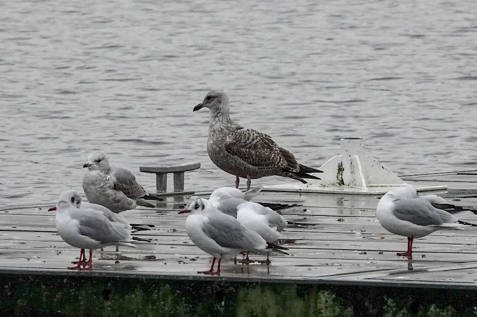 Herring Gull, 1/500sec F5.6, ISO1000, 181mm
