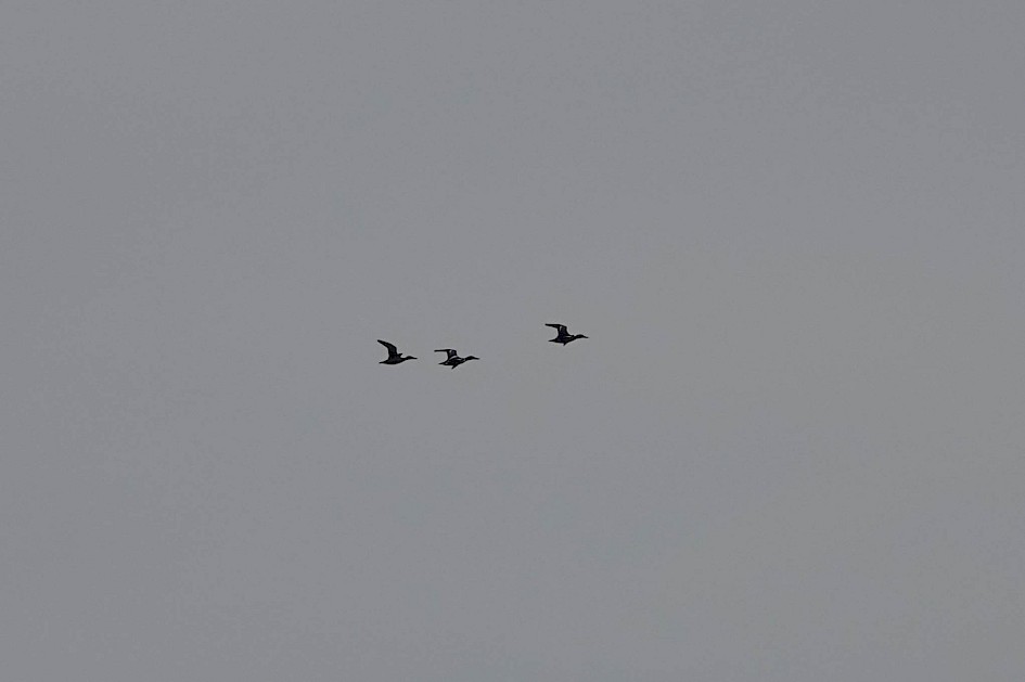 Shovelers, 1/800sec F5.6, ISO 100, 220mm