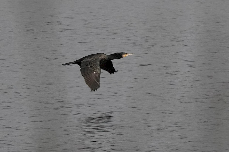 Cormorant, 1/500sec, F5.6, ISO 400, 200mm